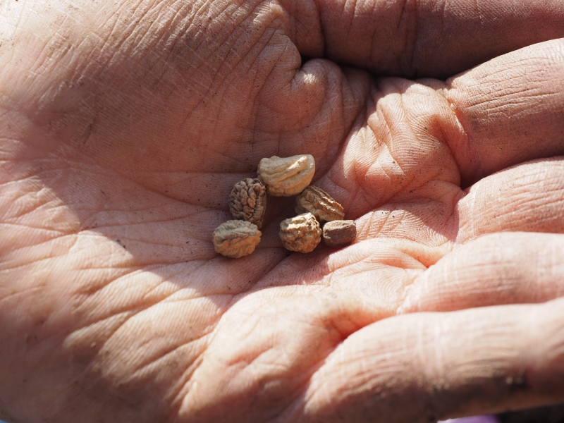 pepiniere-ROQUEBRUNE SUR ARGENS-min_seeds-1117851